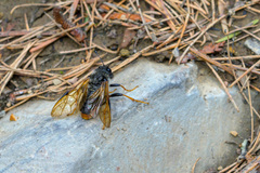 Trichiosoma triangulum