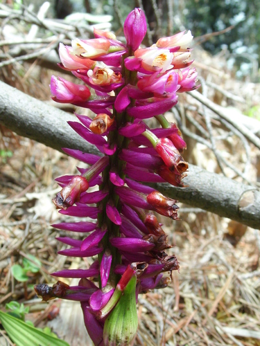 Elleanthus purpureus, photograph 2