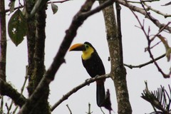 Ramphastos brevis