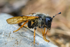 Trichiosoma triangulum