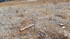 Hesperolinon congestum