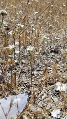 Hesperolinon congestum