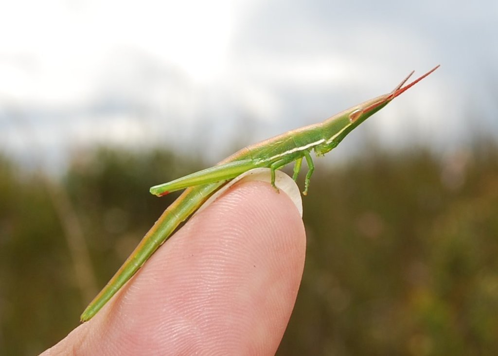 Psednura