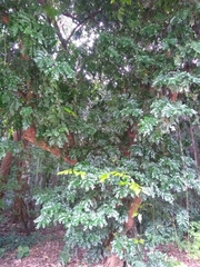 Paubrasilia echinata