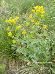 Euphorbia iberica