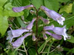 Penstemon laevigatus