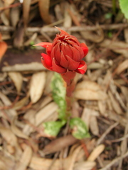 Stenorrhynchos albidomaculatum