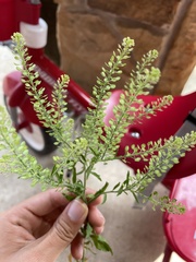 Lepidium austrinum