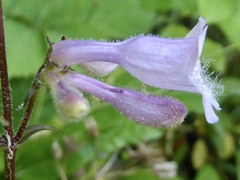 Penstemon laevigatus