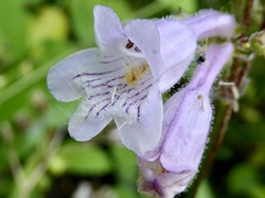 Penstemon laevigatus