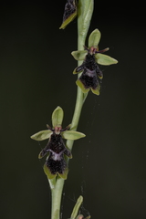 Ophrys insectifera subinsectifera