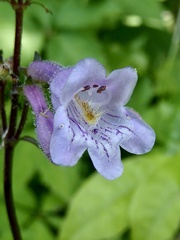 Penstemon laevigatus