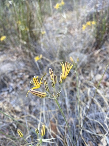 iNaturalist observation photo of goldenstar