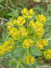 Euphorbia iberica