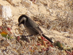 Melaniparus afer afer