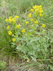 Euphorbia iberica