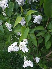Syringa vulgaris