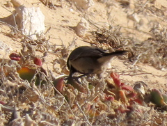 Melaniparus afer afer
