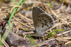 Celastrina asheri