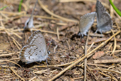 Celastrina asheri