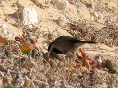 Melaniparus afer afer