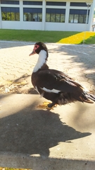 Cairina moschata domestica