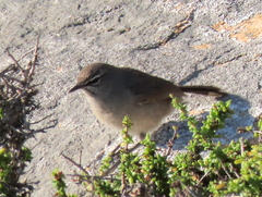 Cercotrichas coryphoeus cinerea