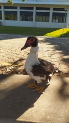 Cairina moschata domestica