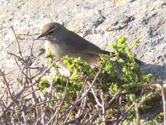Cercotrichas coryphoeus cinerea