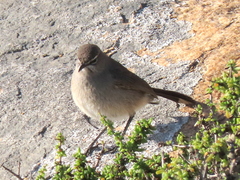 Cercotrichas coryphoeus cinerea