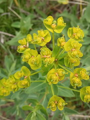 Euphorbia iberica