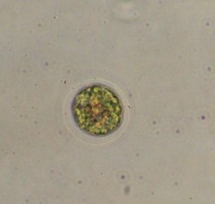 Haematococcus