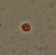 Haematococcus