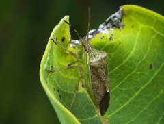 Euschistus servus euschistoides