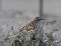 Certhilauda curvirostris falcirostris