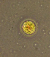 Haematococcus