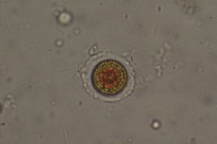 Haematococcus
