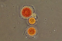 Haematococcus