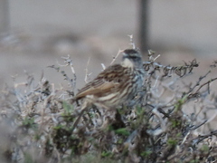 Certhilauda curvirostris falcirostris