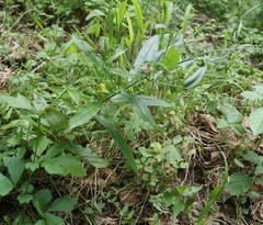 Cynoglossum germanicum