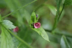 Cynoglossum germanicum
