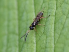 Phygadeuontinae