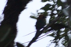 Baryphthengus martii