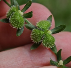 Cynoglossum germanicum