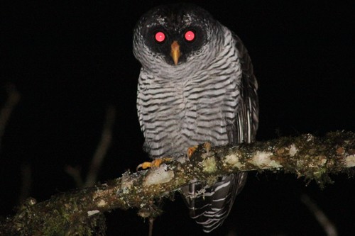 Strix nigrolineata
