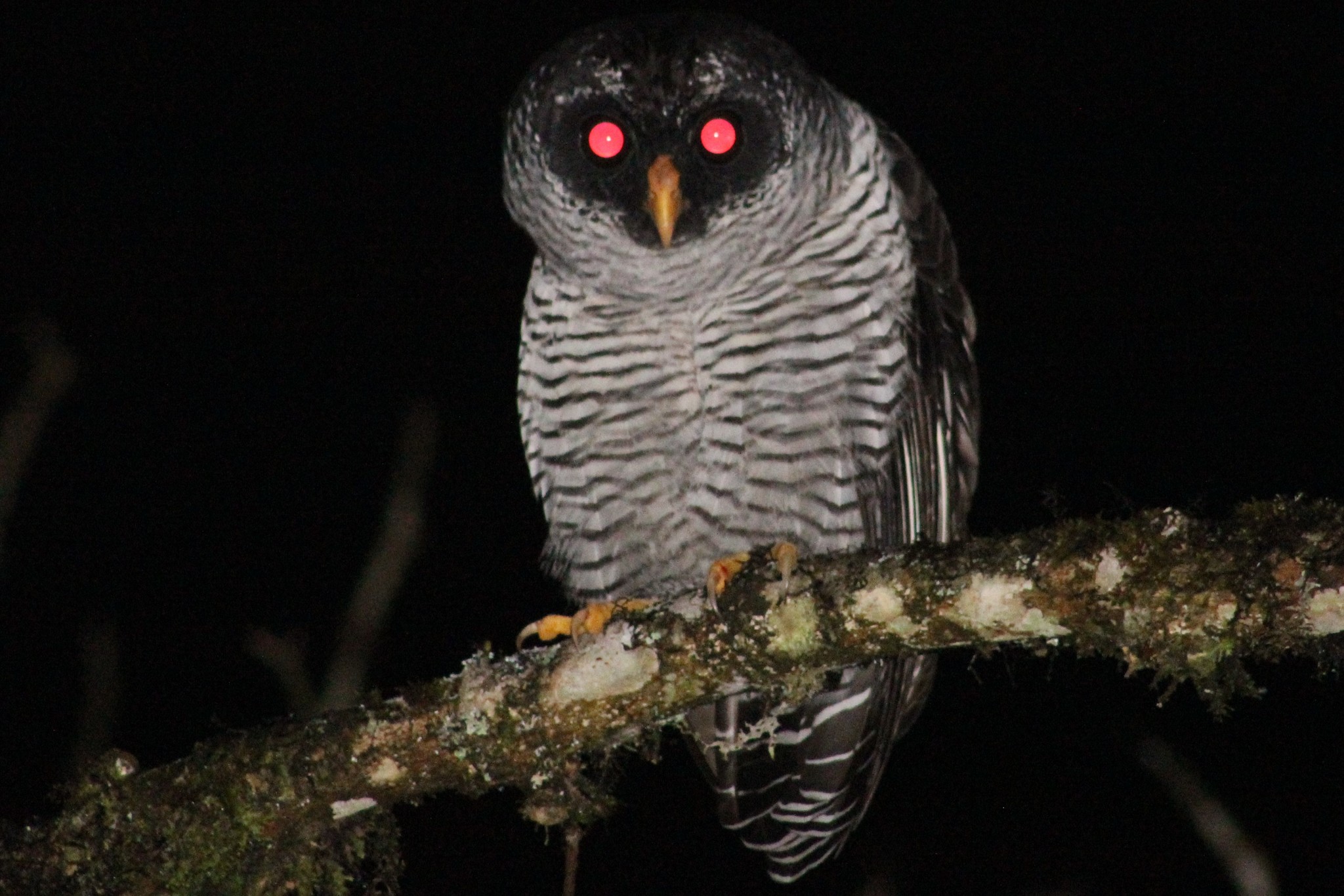 Black-and-white Owl (Strix nigrolineata)
