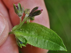 Cynoglossum germanicum