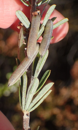 Image of Indigofera flabellata by (c) Nicola van Berkel, some rights reserved (CC BY-SA)