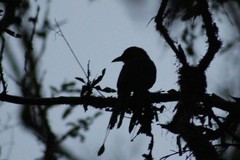 Baryphthengus martii