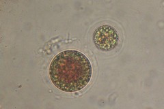 Haematococcus